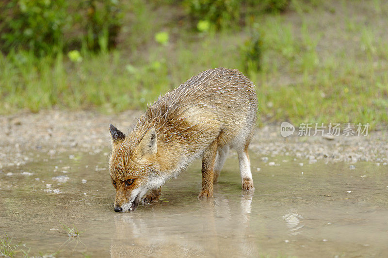 赤狐在水坑里喝水(Vulpes Vulpes)